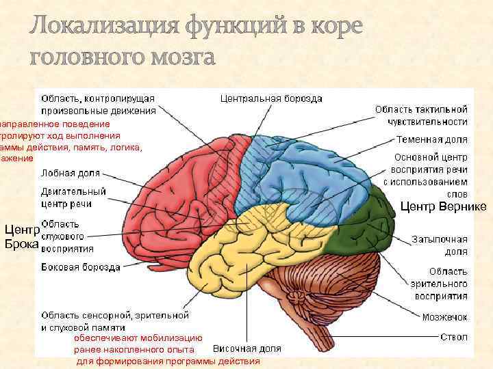 Локализация функций в коре головного мозга направленное поведение тролируют ход выполнения аммы действия, память,