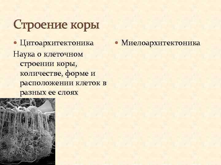 Структура коры. Понятие цитоархитектоника и миелоархитектоника. Миелоархитектоника. Изучить клеточное (цитоархитектонику).