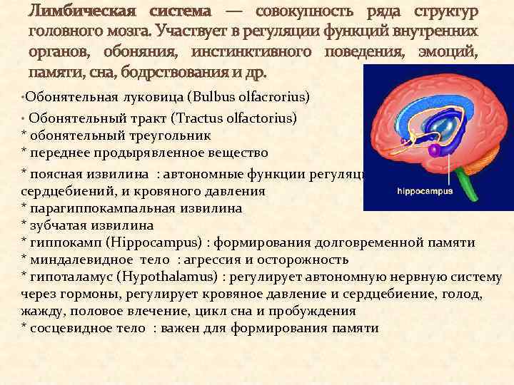 Лимбическая система — совокупность ряда структур головного мозга. Участвует в регуляции функций внутренних органов,