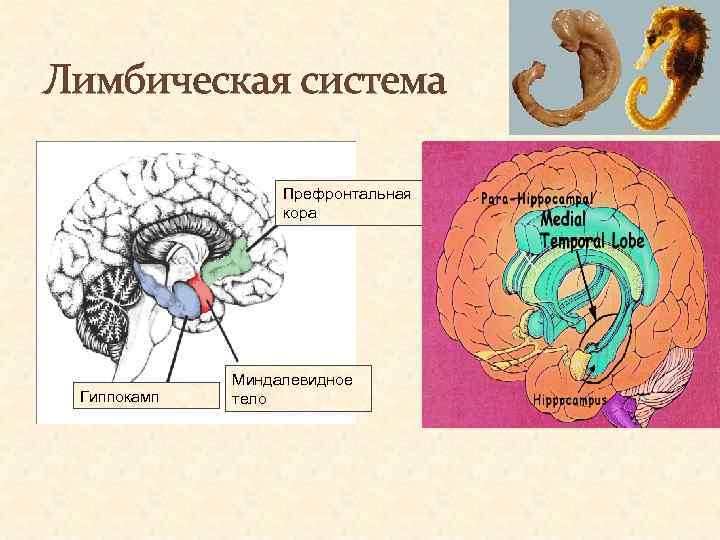 Лимбическая система Префронтальная кора Гиппокамп Миндалевидное тело 