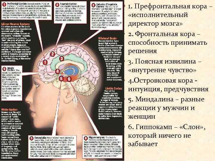  1. Префронтальная кора – «исполнительный директор мозга» 2. Фронтальная кора – способность принимать