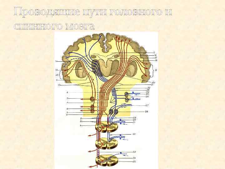 Проводящие пути головного и спинного мозга 