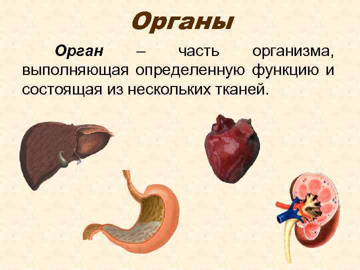 К какому отделу организма человека относится изображенный на рисунке орган сердце