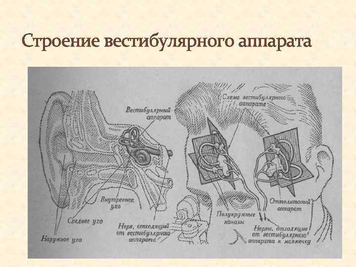 Вестибулярный аппарат строение рисунок