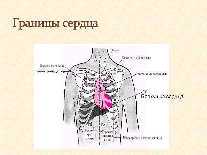 Границы сердечной. Границы сердца. Границы сердца человека. Границы сердца схема. Границы сердца анатомия.