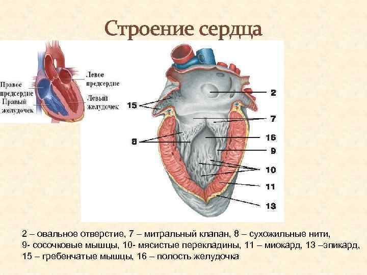 Правое предсердие является. Сосочковые мышцы правого желудочка сердца. Сердце правое предсердие левое предсердие желудочек. Строение левой половины сердца. Гребенчатые мышцы сердца анатомия.