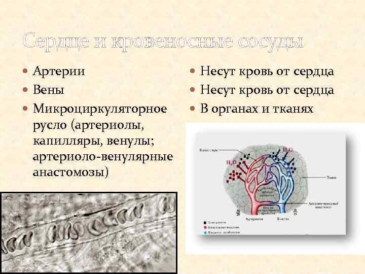 Сердце и кровеносные сосуды Артерии Несут кровь от сердца Вены Несут кровь от сердца