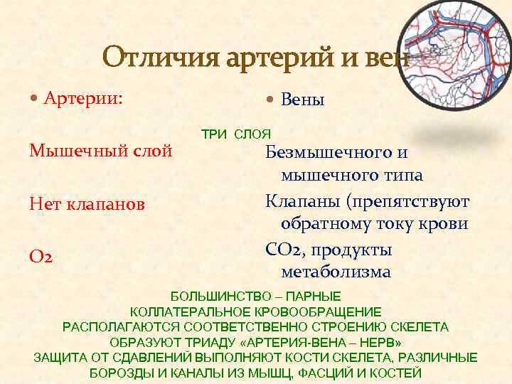 Отличия артерий и вен Артерии: Мышечный слой Нет клапанов О 2 Вены ТРИ СЛОЯ