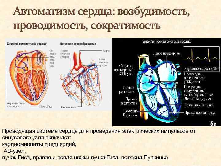 Автоматизм сердца: возбудимость, проводимость, сократимость Проводящая система сердца для проведения электрических импульсов от синусового