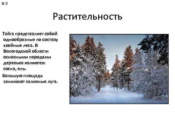 В-3 Растительность Тайга представляет собой однообразные по составу хвойные леса. В Вологодской области основными