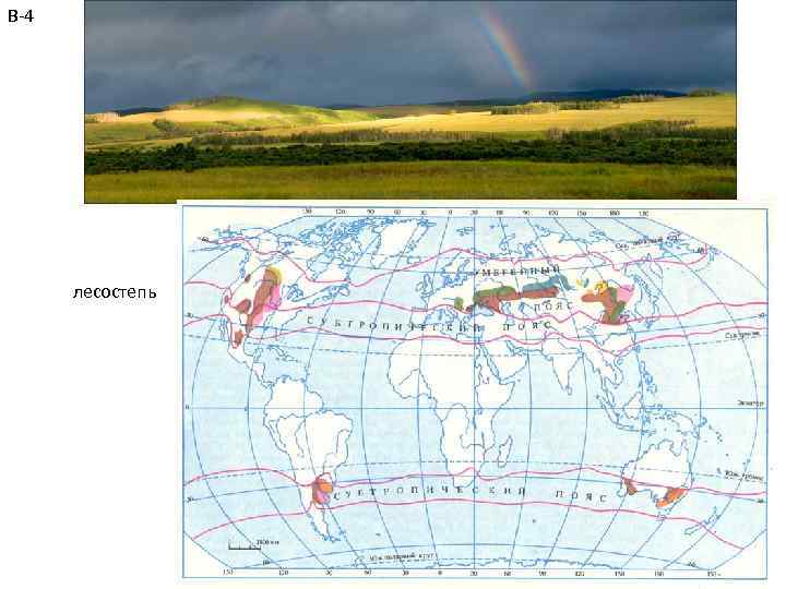 В-4 лесостепь Константинова Т. В. caltha@list. ru 45 