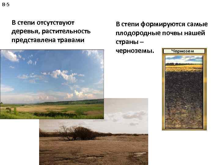 В-5 В степи отсутствуют деревья, растительность представлена травами В степи формируются самые плодородные почвы