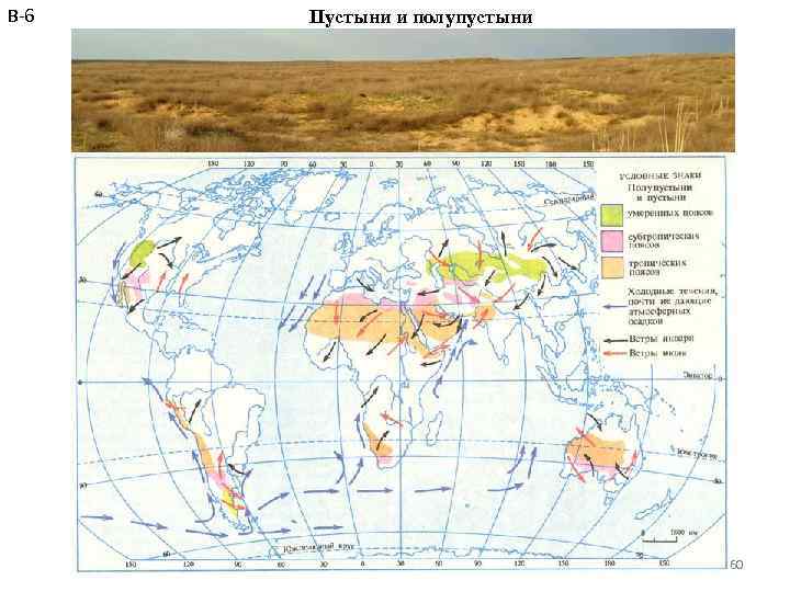В-6 Пустыни и полупустыни Константинова Т. В. caltha@list. ru 60 