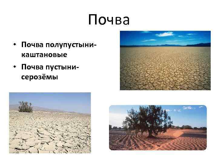 Почва • Почва полупустыни- каштановые • Почва пустыни- серозёмы 