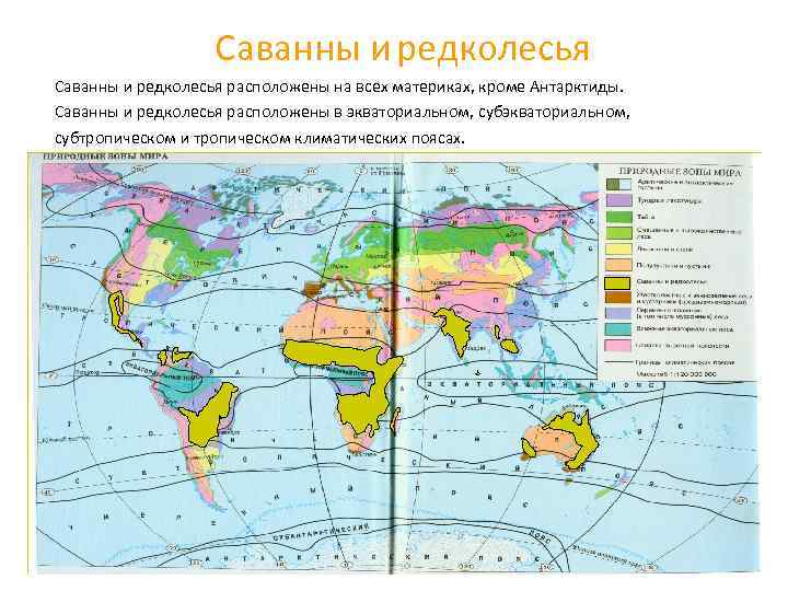 Саванны и редколесья расположены на всех материках, кроме Антарктиды. Саванны и редколесья расположены в