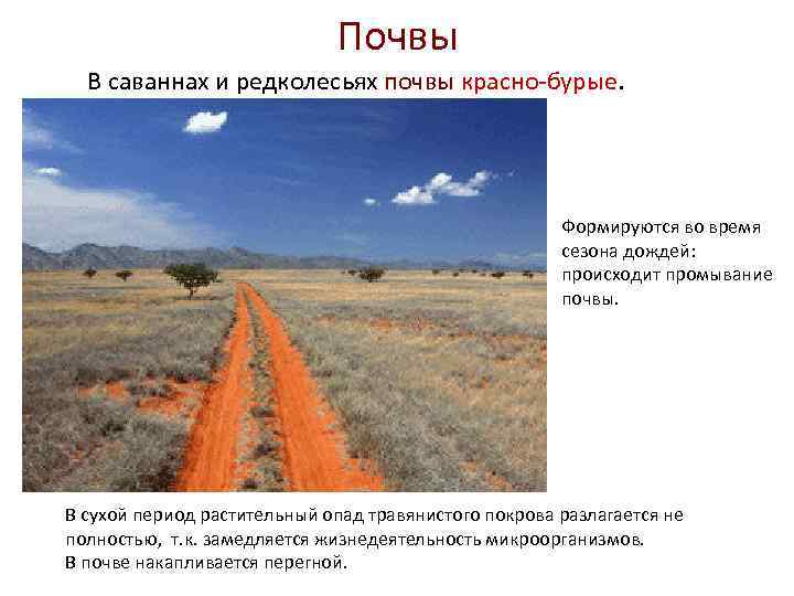Почвы В саваннах и редколесьях почвы красно-бурые. Формируются во время сезона дождей: происходит промывание