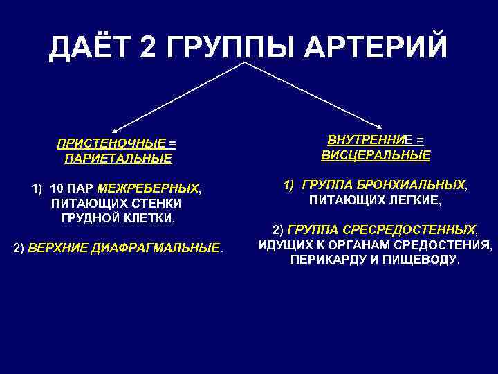 ДАЁТ 2 ГРУППЫ АРТЕРИЙ ПРИСТЕНОЧНЫЕ = ПАРИЕТАЛЬНЫЕ ВНУТРЕННИЕ = ВИСЦЕРАЛЬНЫЕ 1) 10 ПАР МЕЖРЕБЕРНЫХ,