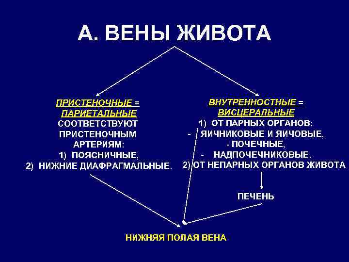 А. ВЕНЫ ЖИВОТА ПРИСТЕНОЧНЫЕ = ПАРИЕТАЛЬНЫЕ СООТВЕТСТВУЮТ ПРИСТЕНОЧНЫМ АРТЕРИЯМ: 1) ПОЯСНИЧНЫЕ, 2) НИЖНИЕ ДИАФРАГМАЛЬНЫЕ.