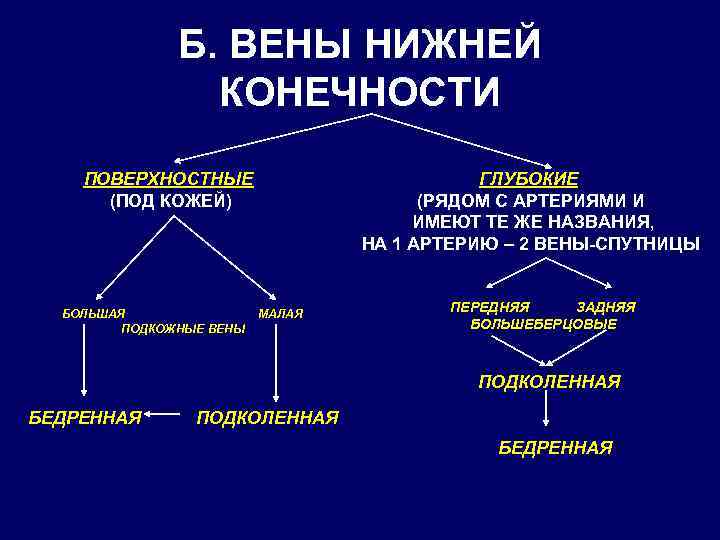 Б. ВЕНЫ НИЖНЕЙ КОНЕЧНОСТИ ГЛУБОКИЕ (РЯДОМ С АРТЕРИЯМИ И ИМЕЮТ ТЕ ЖЕ НАЗВАНИЯ, НА