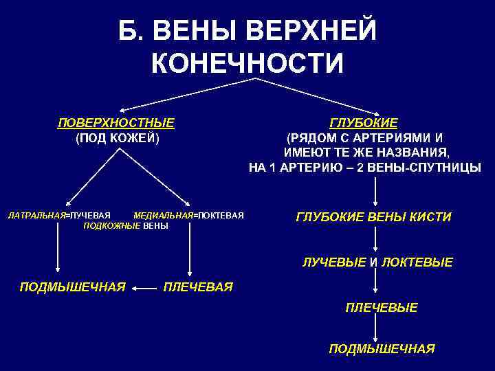 Б. ВЕНЫ ВЕРХНЕЙ КОНЕЧНОСТИ ПОВЕРХНОСТНЫЕ (ПОД КОЖЕЙ) ЛАТРАЛЬНАЯ=ЛУЧЕВАЯ МЕДИАЛЬНАЯ=ЛОКТЕВАЯ ПОДКОЖНЫЕ ВЕНЫ ГЛУБОКИЕ (РЯДОМ С