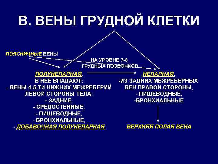 В. ВЕНЫ ГРУДНОЙ КЛЕТКИ ПОЯСНИЧНЫЕ ВЕНЫ НА УРОВНЕ 7 -8 ГРУДНЫХ ПОЗВОНКОВ ПОЛУНЕПАРНАЯ, В