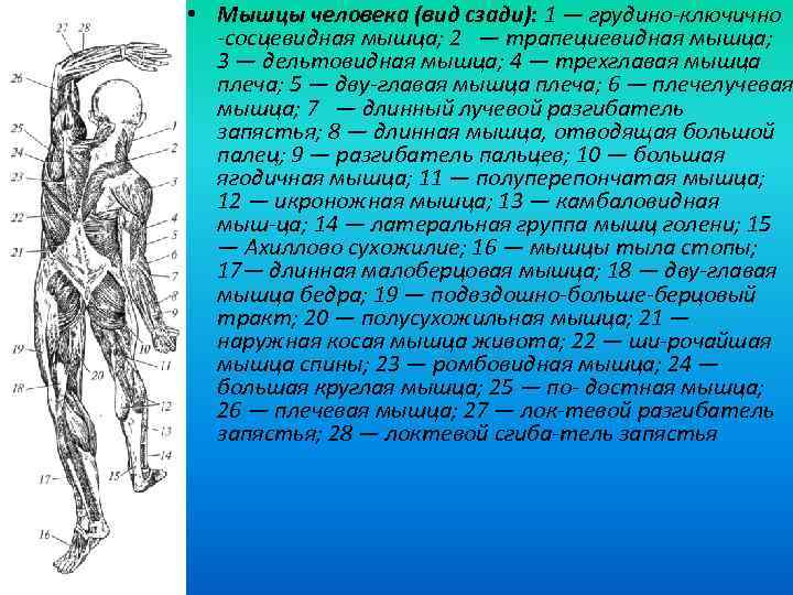  • Мышцы человека (вид сзади): 1 — грудино ключично сосцевидная мышца; 2 —