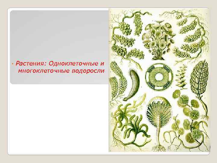  • Растения: Одноклеточные и многоклеточные водоросли 