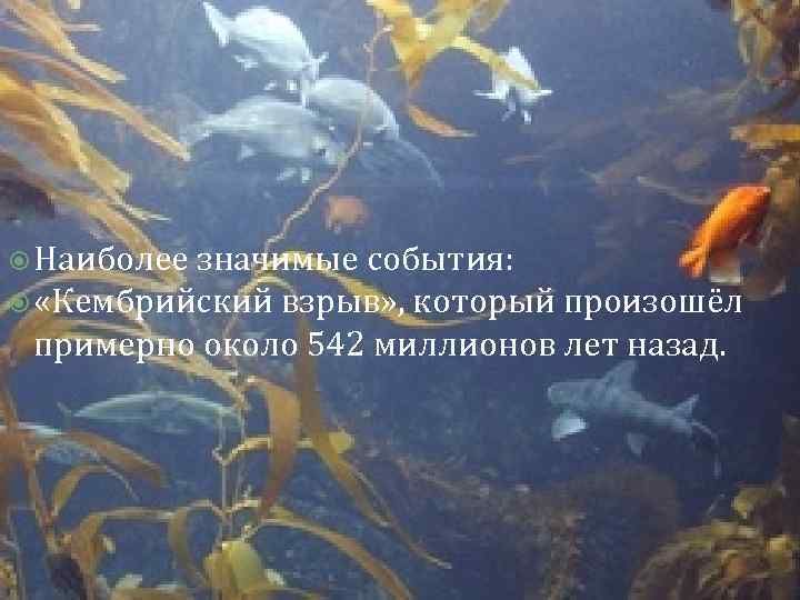  Наиболее значимые события: «Кембрийский взрыв» , который произошёл примерно около 542 миллионов лет