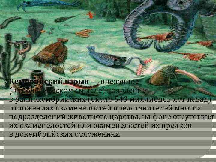  Кембрийский взрыв — внезапное (в геологическом смысле) появление в раннекембрийских (около 540 миллионов