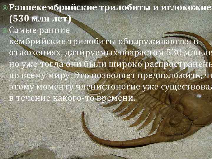  Раннекембрийские трилобиты и иглокожие (530 млн лет) Самые ранние кембрийские трилобиты обнаруживаются в