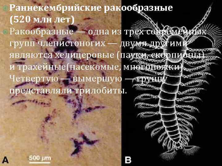  Раннекембрийские ракообразные (520 млн лет) Ракообразные — одна из трех современных групп членистоногих