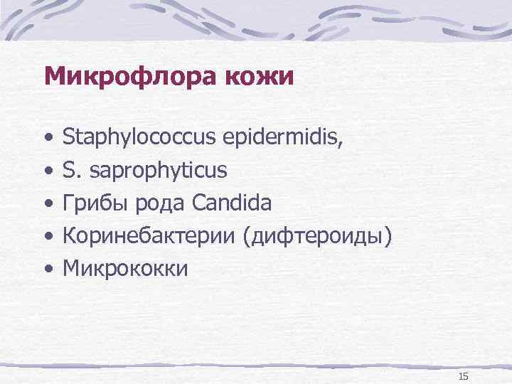 Микрофлора кожи • • • Staphylococcus epidermidis, S. saprophyticus Грибы рода Candida Коринебактерии (дифтероиды)