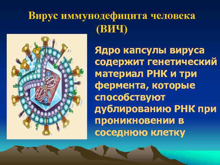 Вирус иммунодефицита человека (ВИЧ) Ядро капсулы вируса содержит генетический материал РНК и три фермента,