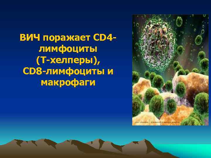 ВИЧ поражает CD 4 лимфоциты (Т-хелперы), CD 8 -лимфоциты и макрофаги 