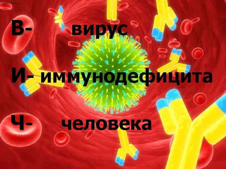 В- вирус И- иммунодефицита Ч- человека 