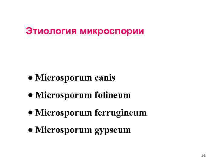 Этиология микроспории Microsporum canis Microsporum folineum Microsporum ferrugineum Microsporum gypseum 14 