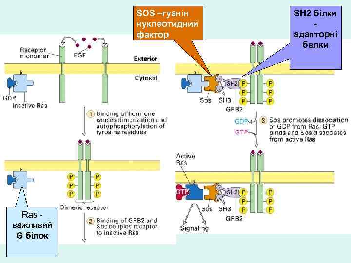 SOS –гуанін нуклеотидний фактор Ras важливий G білок SH 2 білки адапторні бвлки 