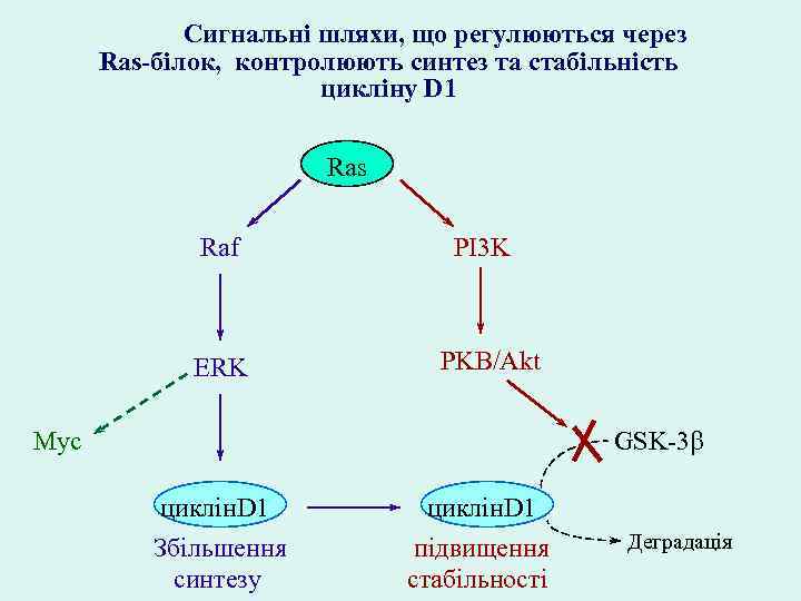 Сигнальні шляхи, що регулюються через Ras-білок, контролюють синтез та стабільність цикліну D 1 Ras