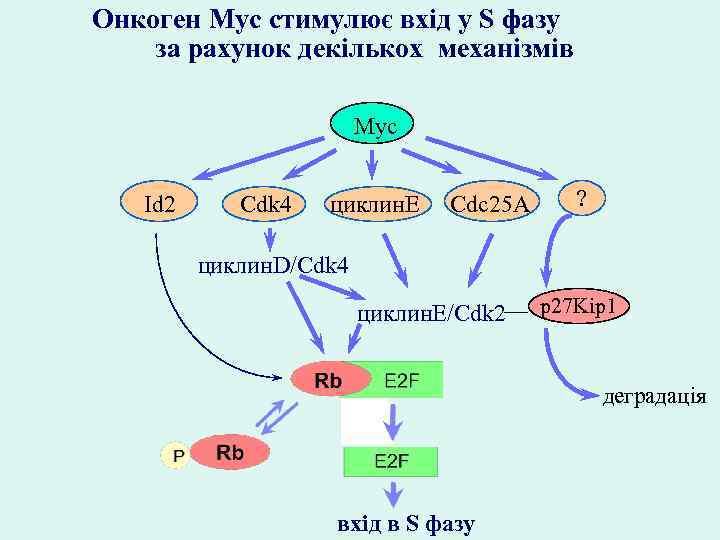 Онкоген Myc стимулює вхід у S фазу за рахунок декількох механізмів Myc Id 2