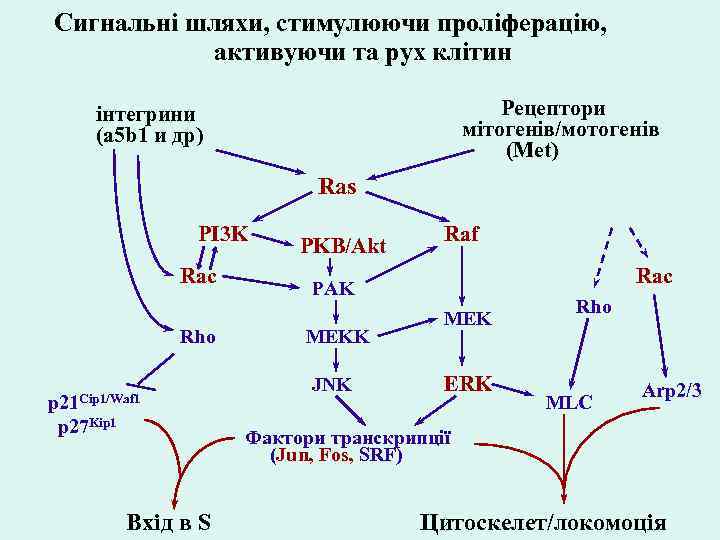 Сигнальні шляхи, стимулюючи проліферацію, активуючи та рух клітин Рецептори мітогенів/мотогенів (Met) інтегрини (a 5