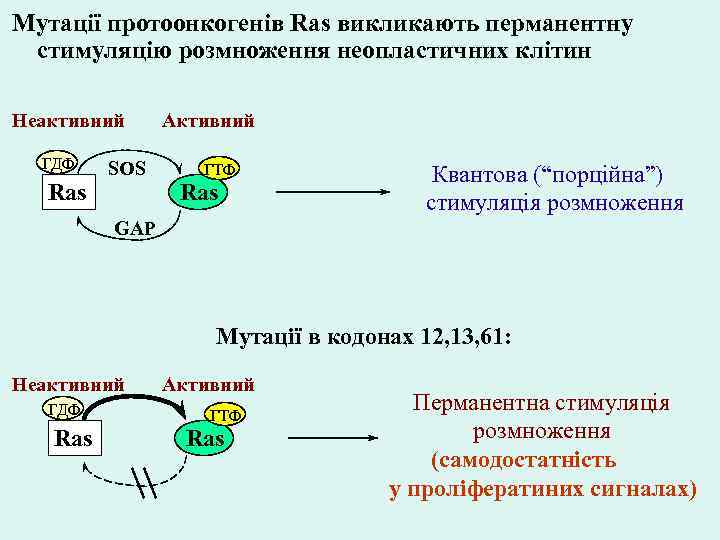 Мутації протоонкогенів Ras викликають перманентну стимуляцію розмноження неопластичних клітин Неактивний ГДФ Ras SOS Активний