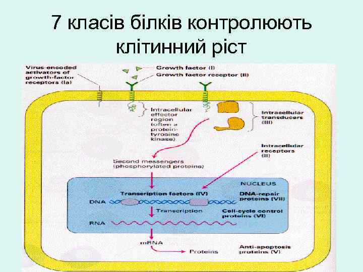 7 класів білків контролюють клітинний ріст 