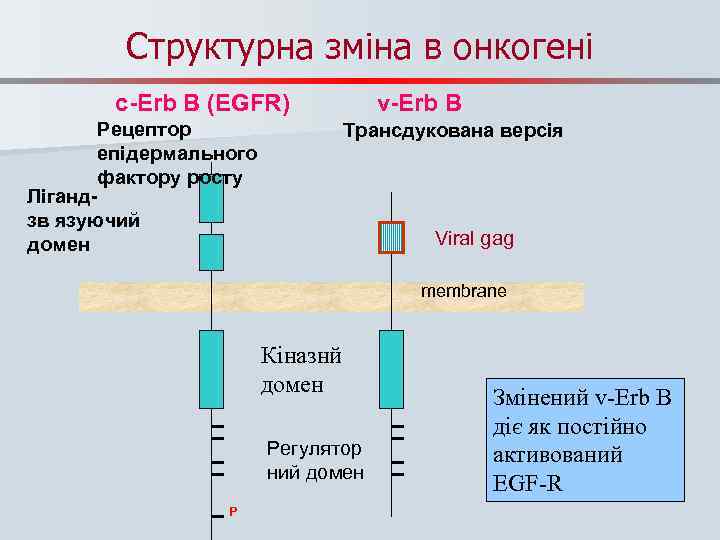 Структурна зміна в онкогені c-Erb B (EGFR) Рецептор епідермального фактору росту Лігандзв’язуючий домен v-Erb