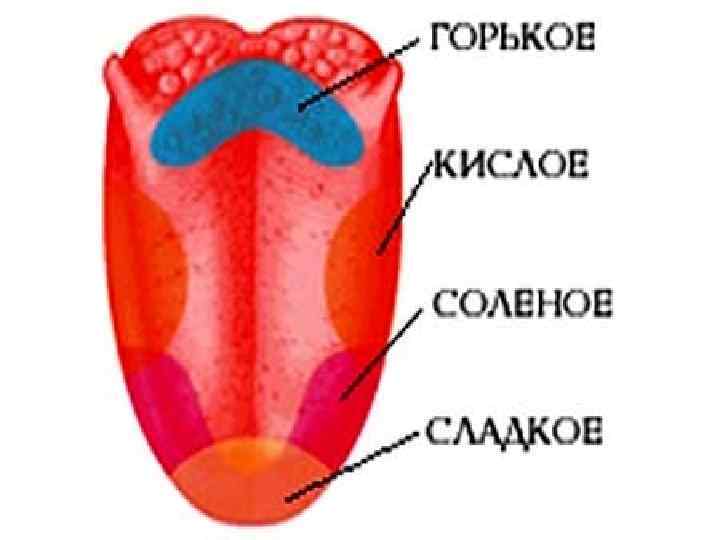 Зона языка отмеченная на рисунке цифрой 2