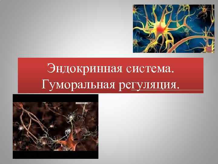 Эндокринная система. Гуморальная регуляция. 