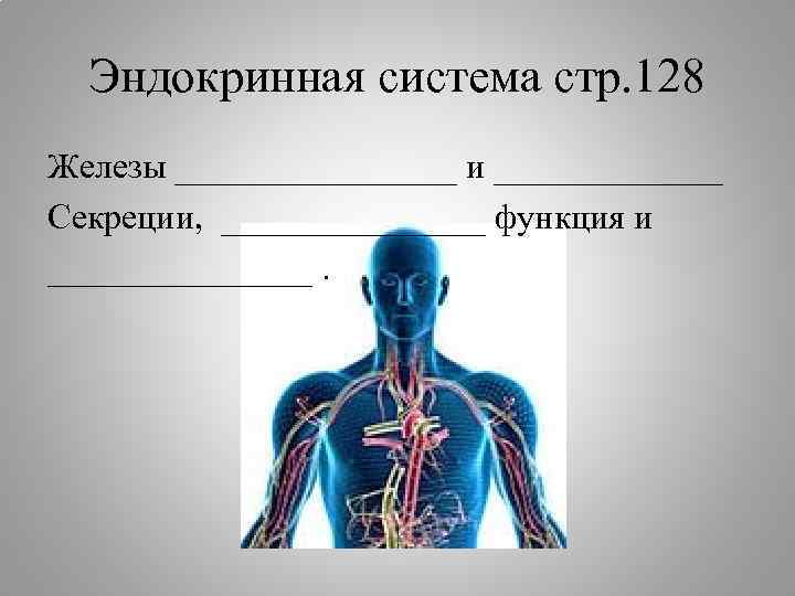 Эндокринная система стр. 128 Железы ________ и _______ Секреции, ________ функция и ________. 