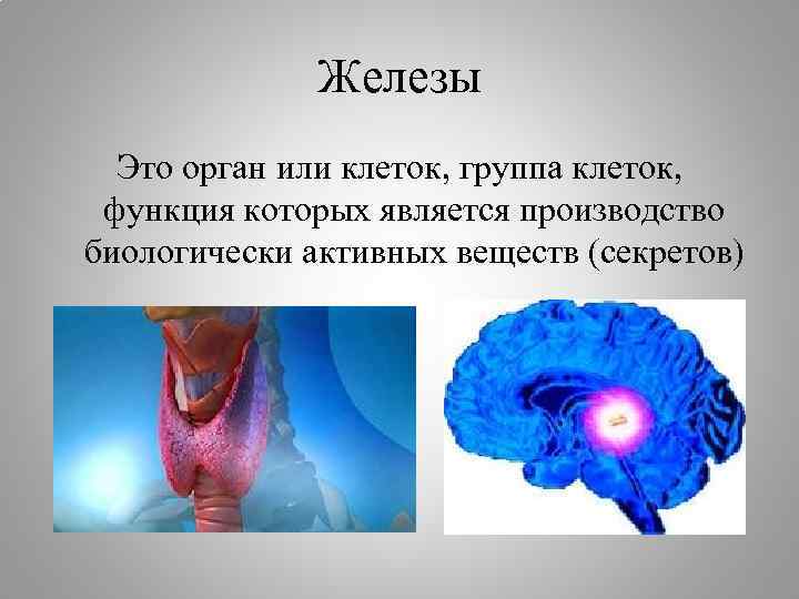 Железы Это орган или клеток, группа клеток, функция которых является производство биологически активных веществ