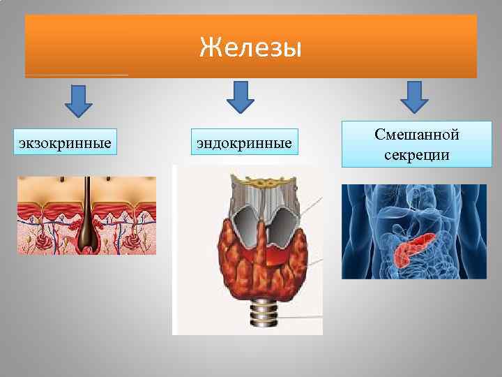 Смешанные железы