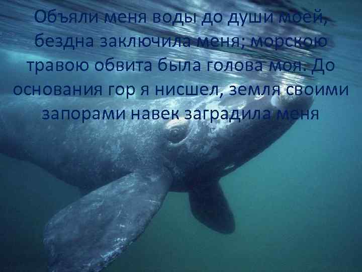 Объяли меня воды до души моей, бездна заключила меня; морскою травою обвита была голова