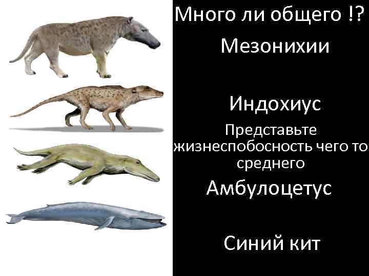 Предок китов на суше. Мезонихии предки китов. Мезонихии индохиус. Индохиус предок кита. Предки китов как выглядели.